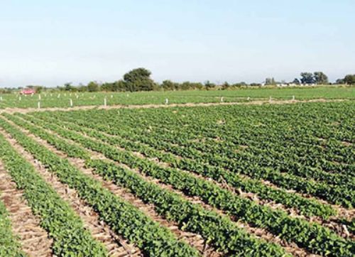 1ra. Jornada a Campo sobre Bioinsumos