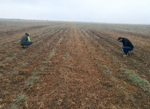 San Luis: Ya fueron inspeccionados el 90% de los campos