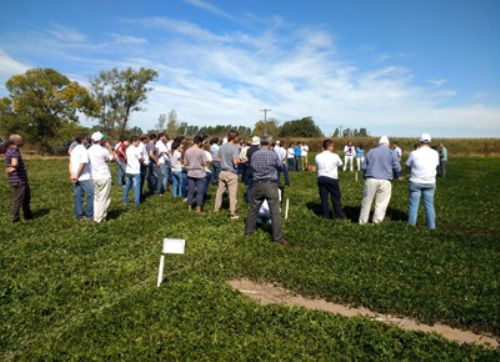 Red científico tecnológica del maní argentino