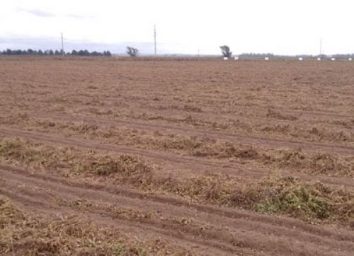 La producción de maní se incrementaría un 30%