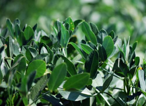 El maní, un cultivo con “memoria”
