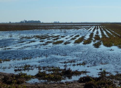 Un 10% del área manisera se pierde por inundaciones