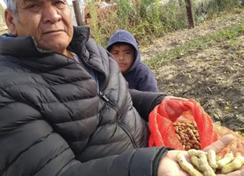 Pascual venció al clima patagónico: cosechó maní en Río Negro