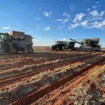 La producción de maní aumentó considerablemente en el sudeste estadounidense