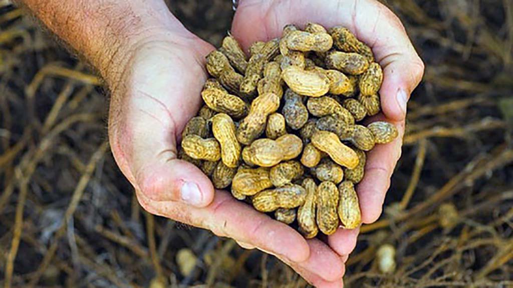 El maní de Córdoba, uno de los más sustentables del mundo