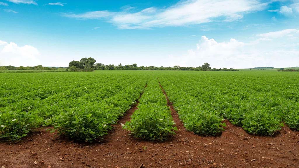 La producción brasileña creció un 60% en los últimos 3 años
