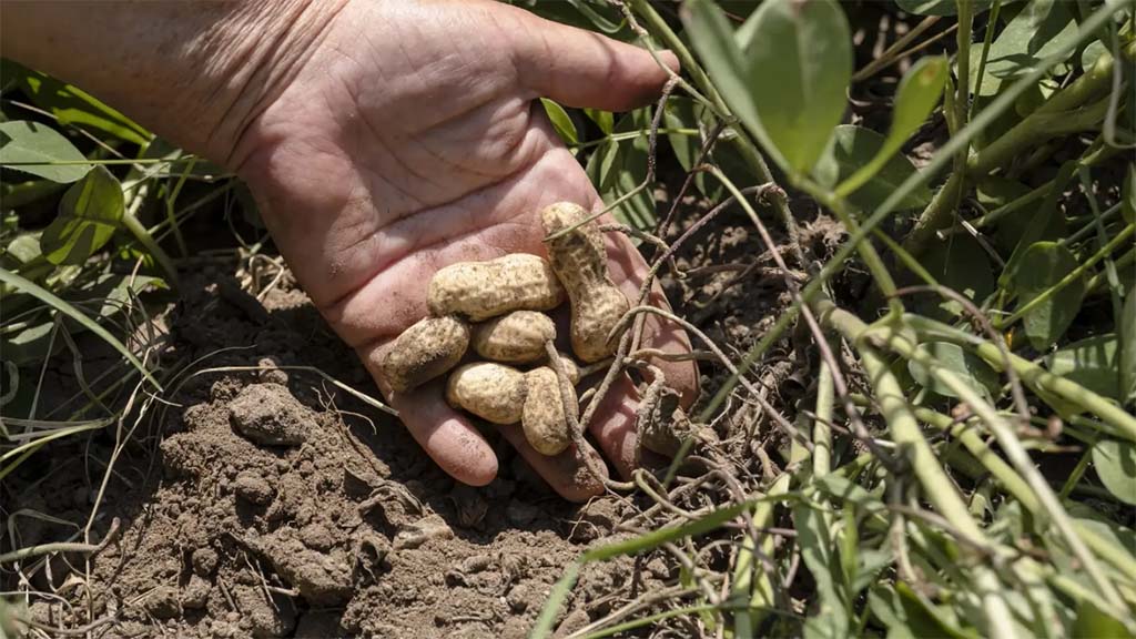 Tucumán: evalúan el uso de micronutrientes en maní