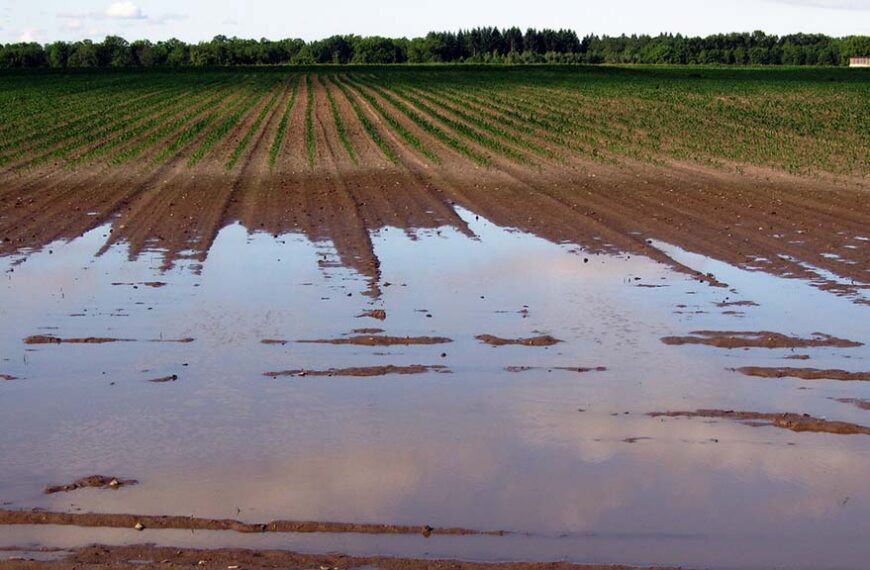 Apareció el mejor psicólogo del campo: El Niño se instaló en la zona manisera