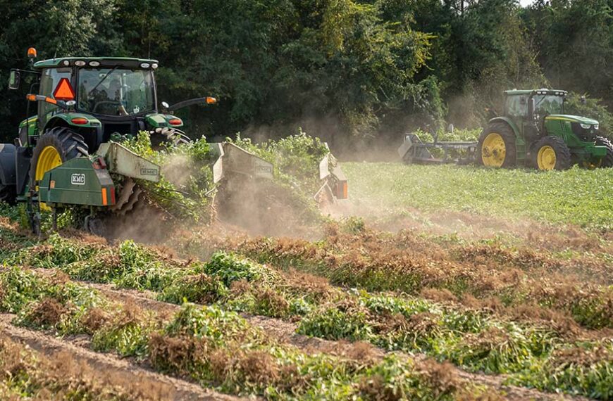 La cosecha de maní en USA sigue siendo superior a la del año pasado