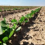 Instalan riego por goteo en un lote de maní