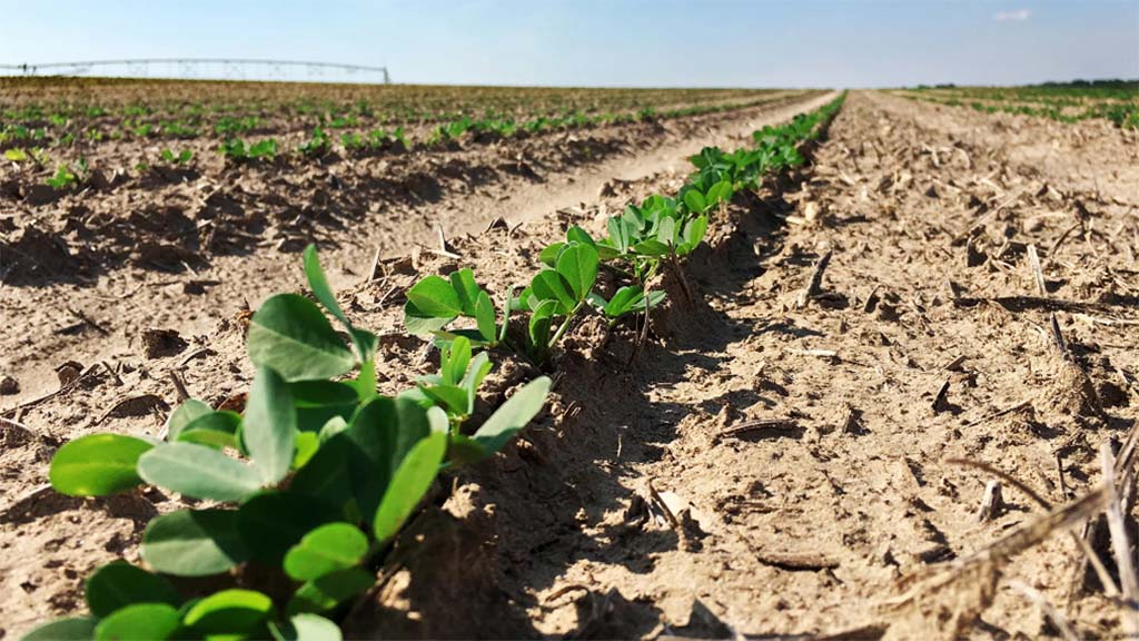 Instalan riego por goteo en un lote de maní