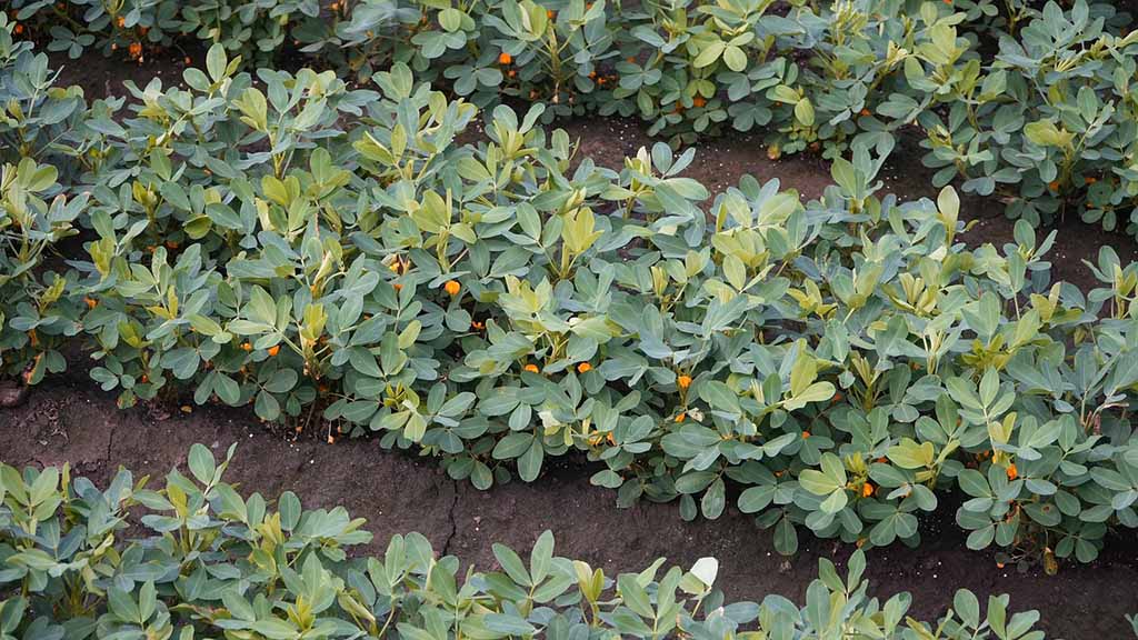 Brasil: el maní renace en la agricultura y triplica la producción nacional en diez años
