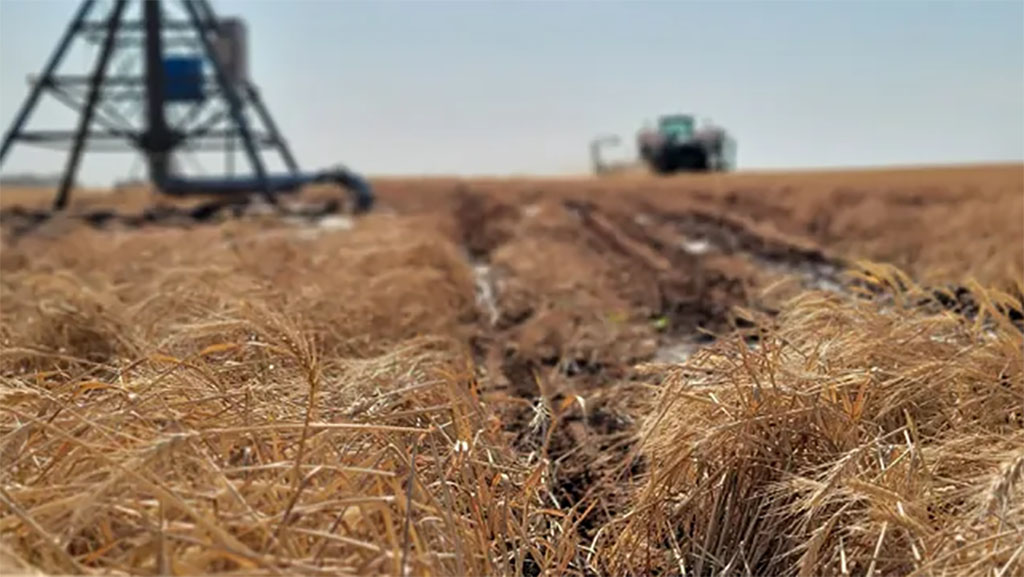 EEUU: A los productores del suroeste les vendría bien otra lluvia