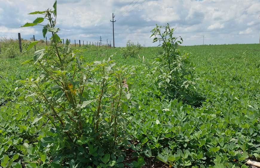 Un nuevo herbicida para combatir las malezas problemáticas