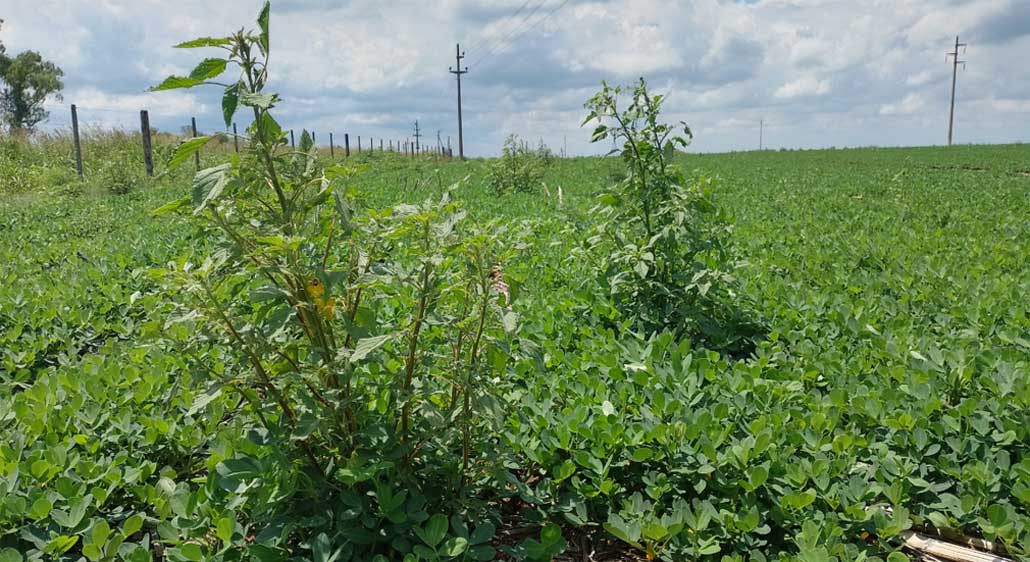 Un nuevo herbicida para combatir las malezas problemáticas