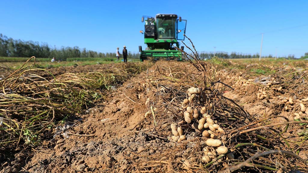 Brasil avanza en producción y exportaciones