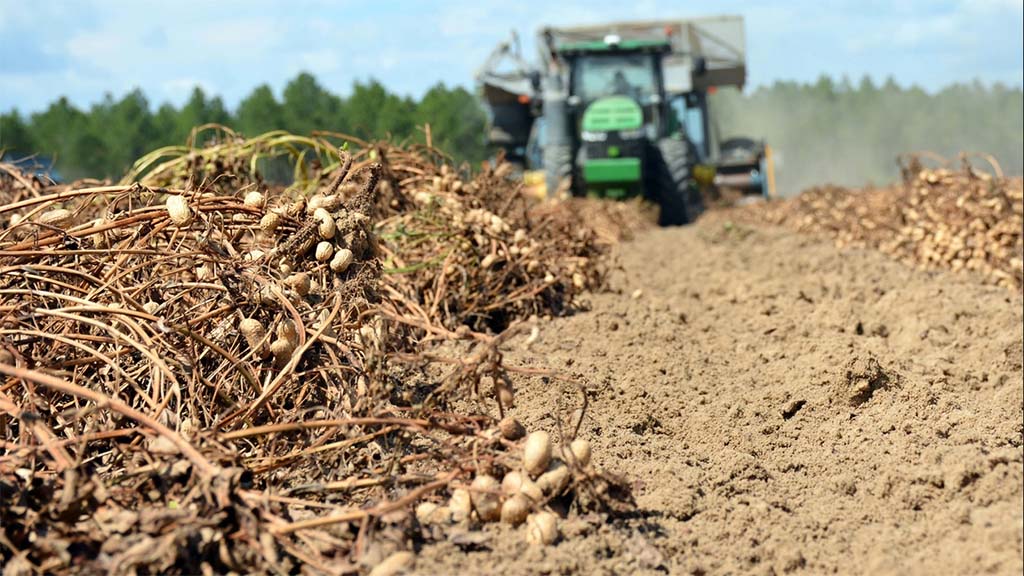 Polémico: Si no fuera por los subsidios estatales, los productores maniseros estadounidenses quebrarían