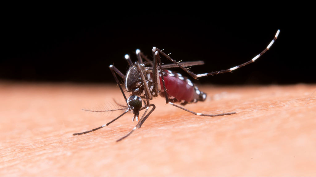 El maní podría ayudar a combatir el virus del dengue