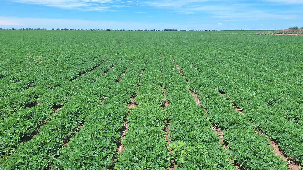 El maní cierra surcos en las principales regiones productoras