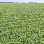 Productores pampeanos deberán registrar sus lotes de maní antes del 31 de agosto