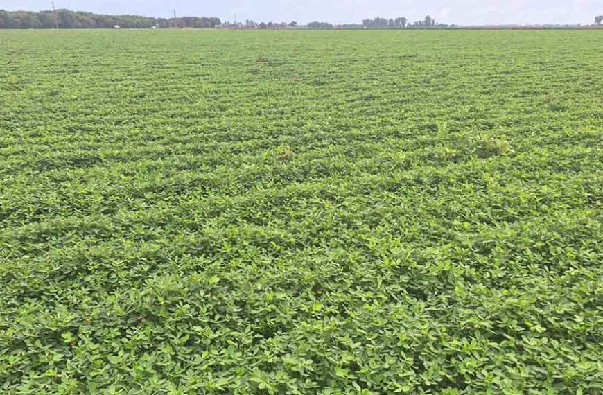 Productores pampeanos deberán registrar sus lotes de maní antes del 31 de agosto