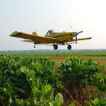 Cultivos de servicios al cuidado de los sistemas de producción
