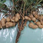 Revelan el camino del hongo más dañino para el cultivo de maní