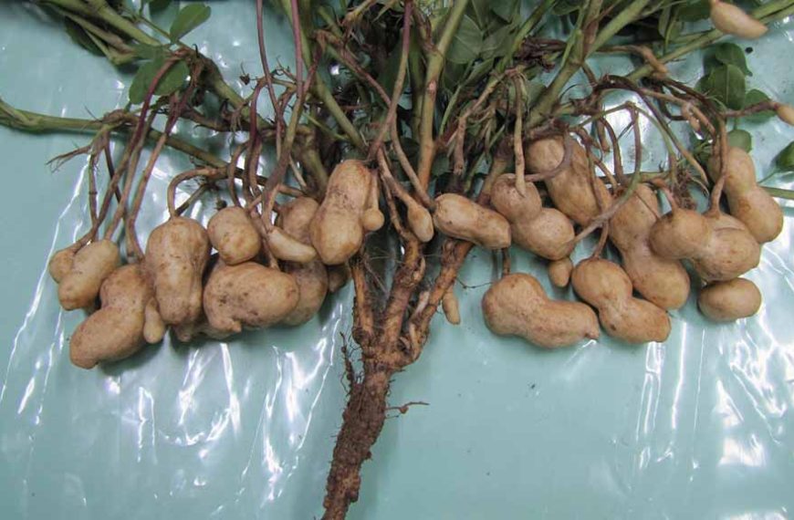 Revelan el camino del hongo más dañino para el cultivo de maní
