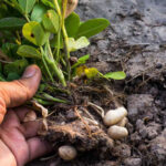 El maní tucumano suma conocimiento: investigan el uso de nutrientes en distintos estadios del cultivo