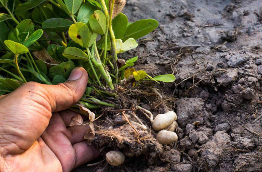 El maní tucumano suma conocimiento: investigan el uso de nutrientes en distintos estadios del cultivo