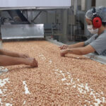 Exportaciones récord de maní: la demanda china impulsa al agro brasileño