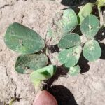 Alerta por presencia temprana de arañuela en un lote de maní