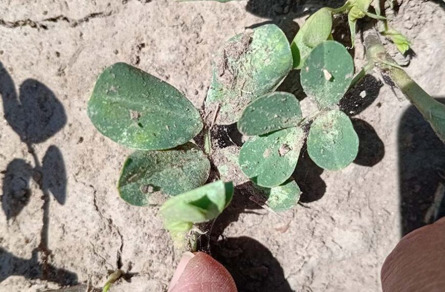 Alerta por presencia temprana de arañuela en un lote de maní