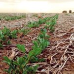 Clima y mercado, las claves de una campaña manisera despareja