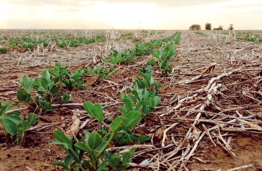 Clima y mercado, las claves de una campaña manisera despareja