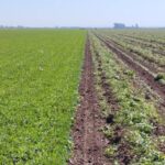 Un nuevo adyuvante funcional se suma al manejo del maní