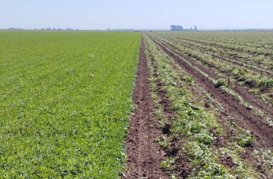 Un nuevo adyuvante funcional se suma al manejo del maní