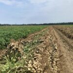 El USDA estima un 11% más producción de maní y advierte por presión sobre los precios