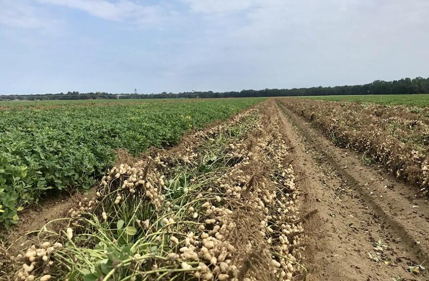 El USDA estima un 11% más producción de maní y advierte por presión sobre los precios