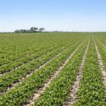 Cuando el agua falta y los márgenes se ajustan, el maní pone el foco en rendimiento y calidad