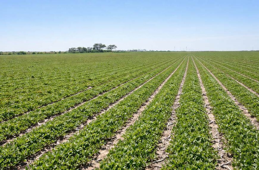 Cuando el agua falta y los márgenes se ajustan, el maní pone el foco en rendimiento y calidad