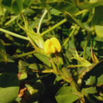 El maní cordobés es el más dulce del mundo