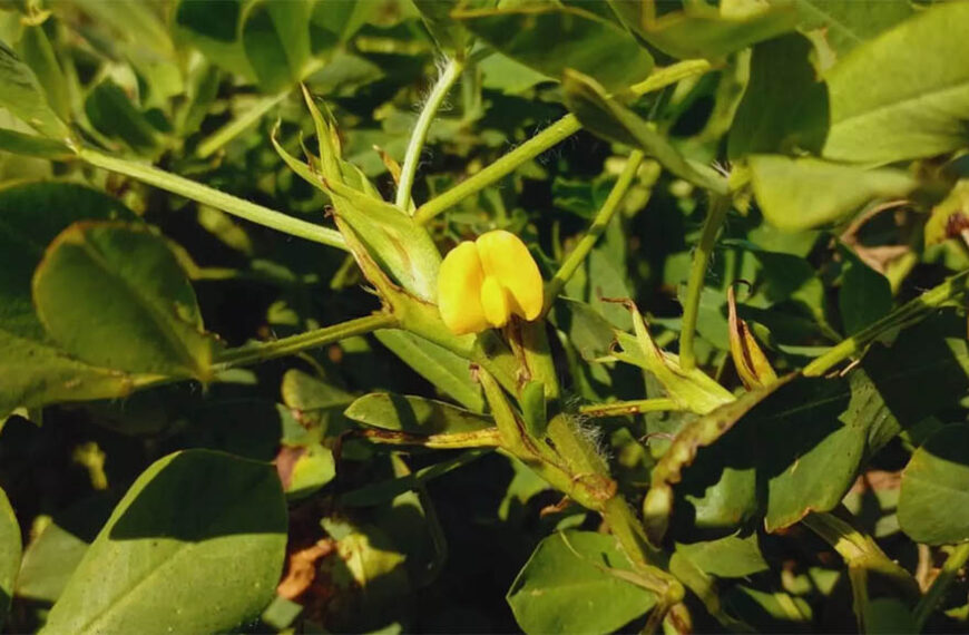 El maní cordobés es el más dulce del mundo