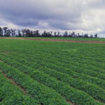 El clima definirá una campaña que viene demorada, mientras China sostiene el precio