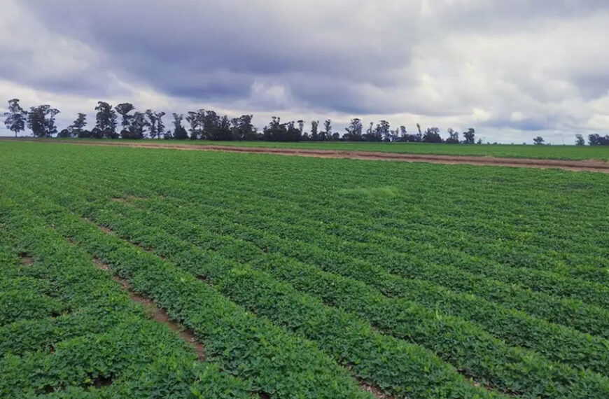 El clima definirá una campaña que viene demorada, mientras China sostiene el precio