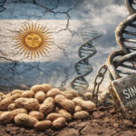 Ley de Semillas: el costo oculto de no proteger la genética en Argentina